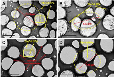 Electron microscopic imaging and NanoSIMS investigation on physiological responses of Aspergillus niger under Pb(II) and Cd(II) stress